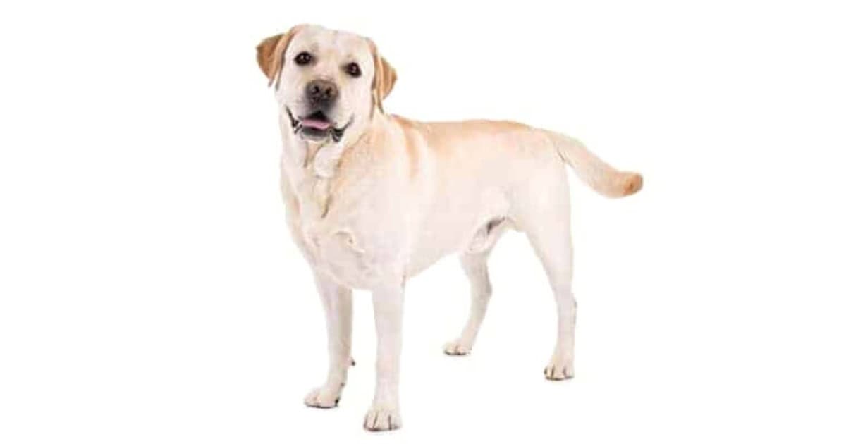 Labrador Retriever Labrador Retriever