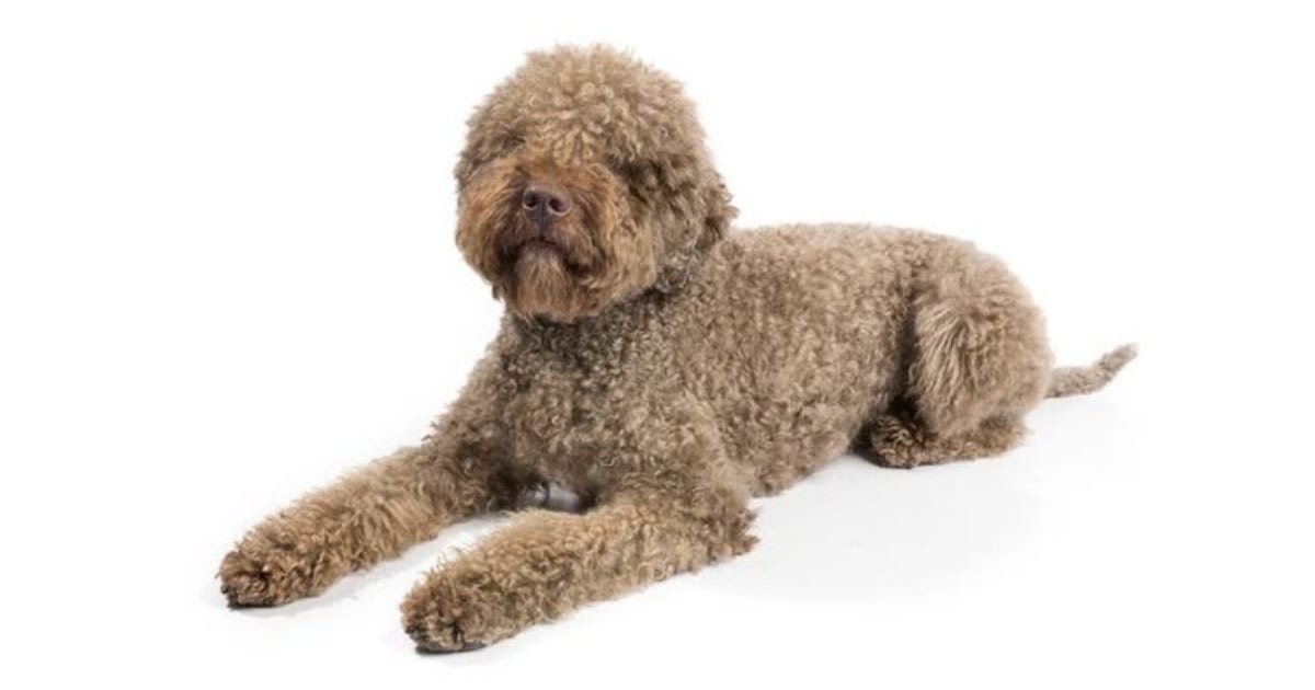 Lagotto Romagnolo Dog Breed Lagotto Romagnolo Dog Breed