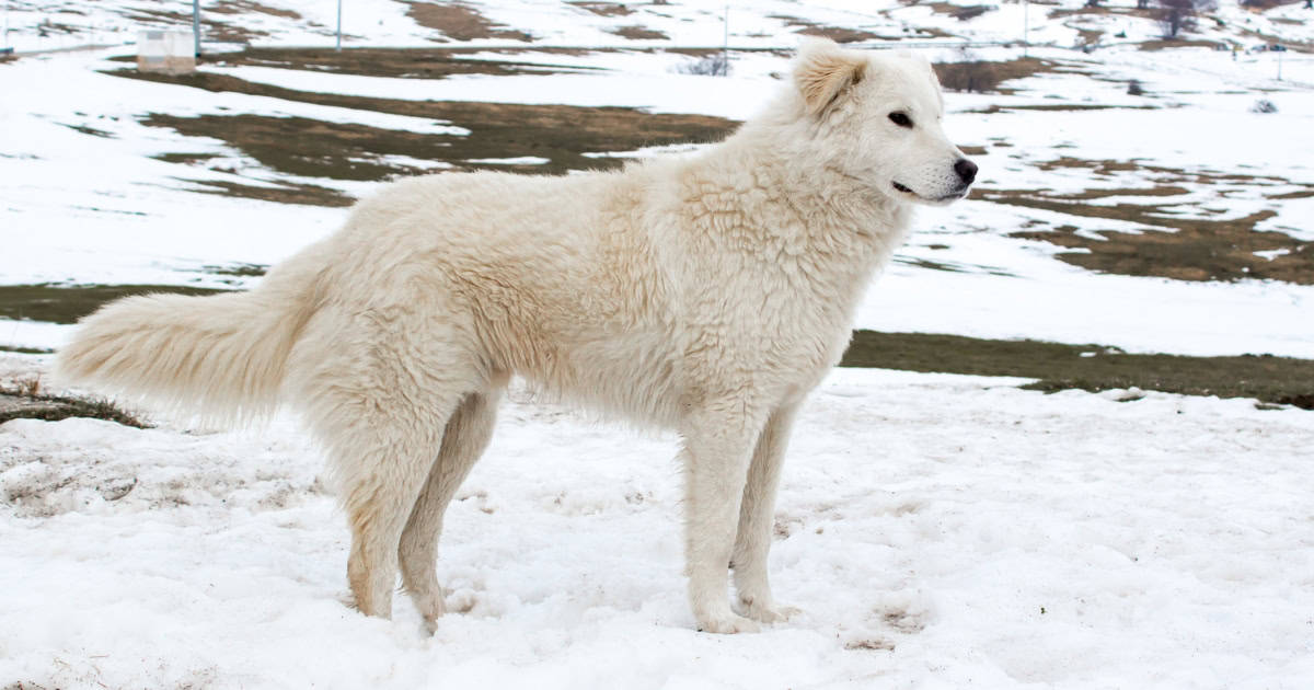 Maremma Sheepdog Maremma Sheepdog