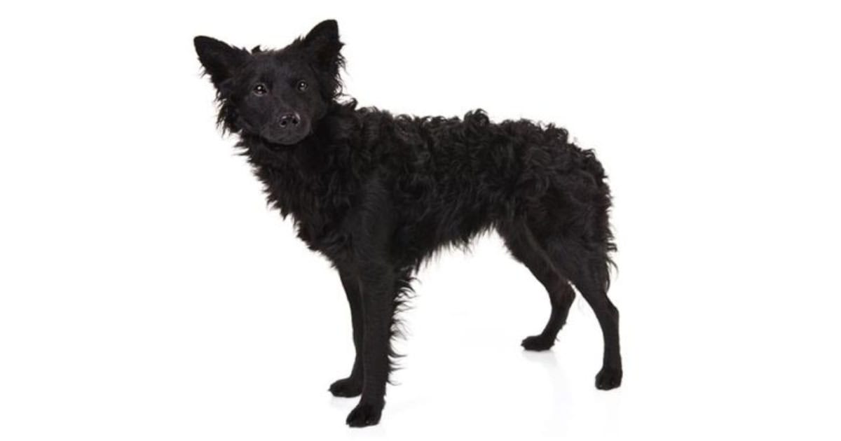 Mudi Dog Breed Mudi Dog