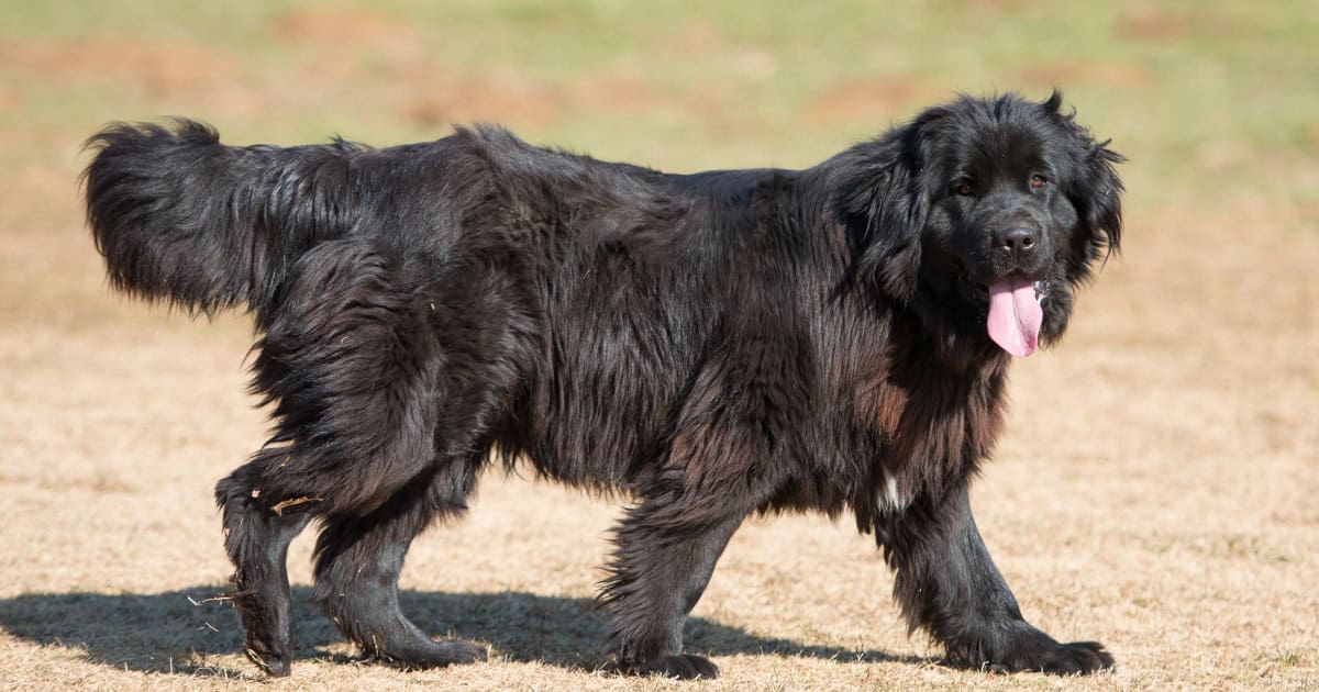 Newfoundland Newfoundland