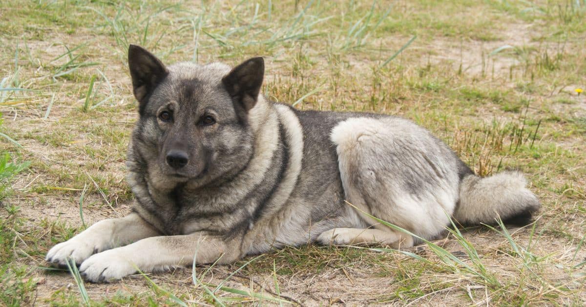 Norweigan Elkhound Norweigan Elkhound