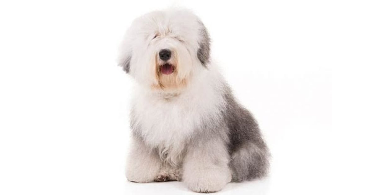 Old English Sheepdog Old English Sheepdog