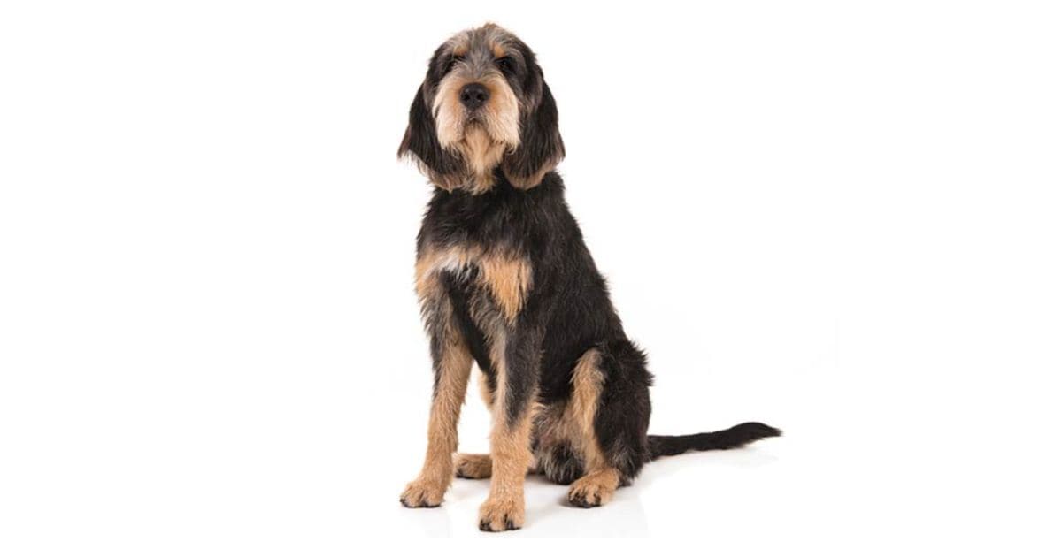 Otterhound Dog Breed Otterhound Dog Breed