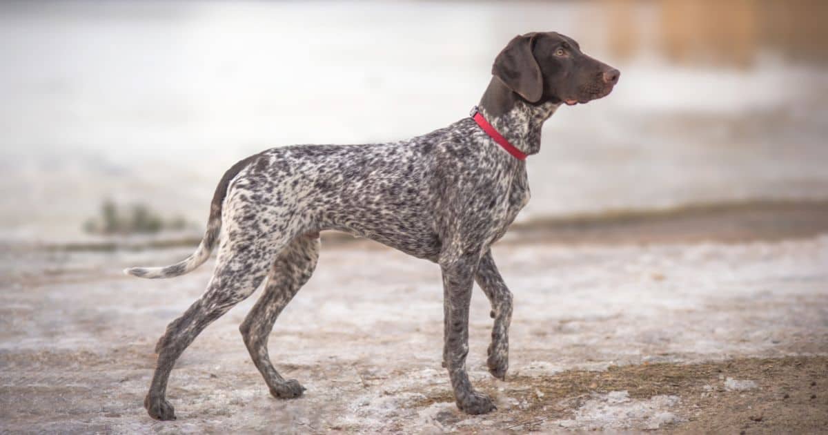 Pointer Pointer