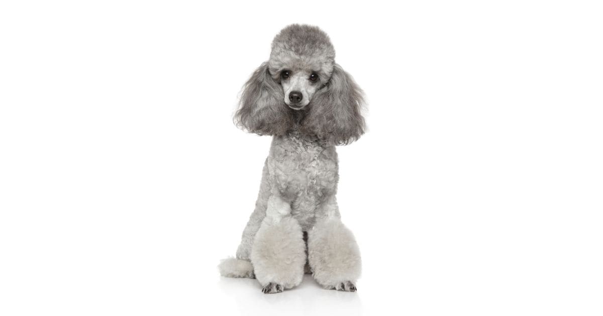 Poodle Poodle