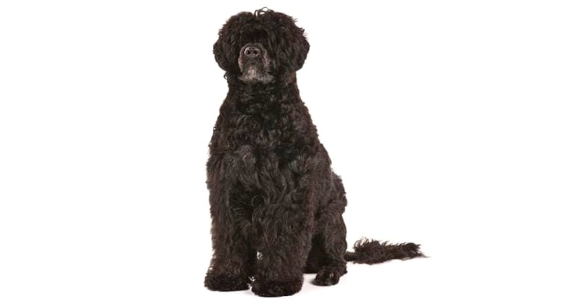 Portuguese Water dog Portuguese Water Dog