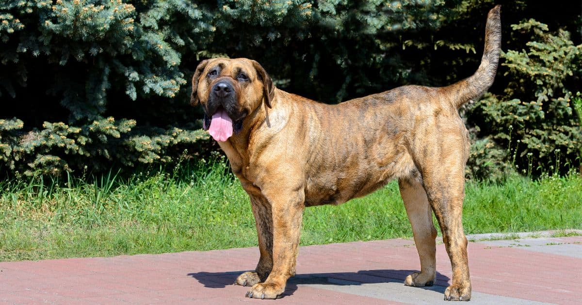 Presa canario Presa canario