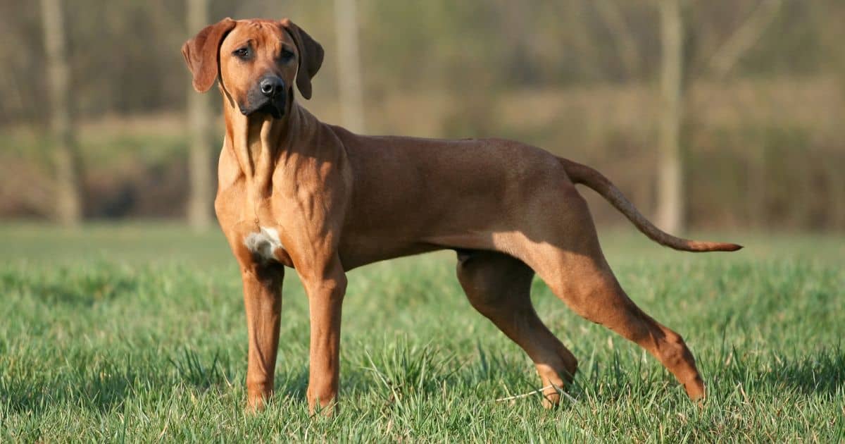 Rhodesian Ridgeback Rhodesian Ridgeback