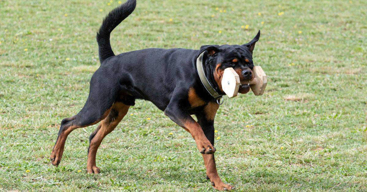 Rottweiler Rottweiler