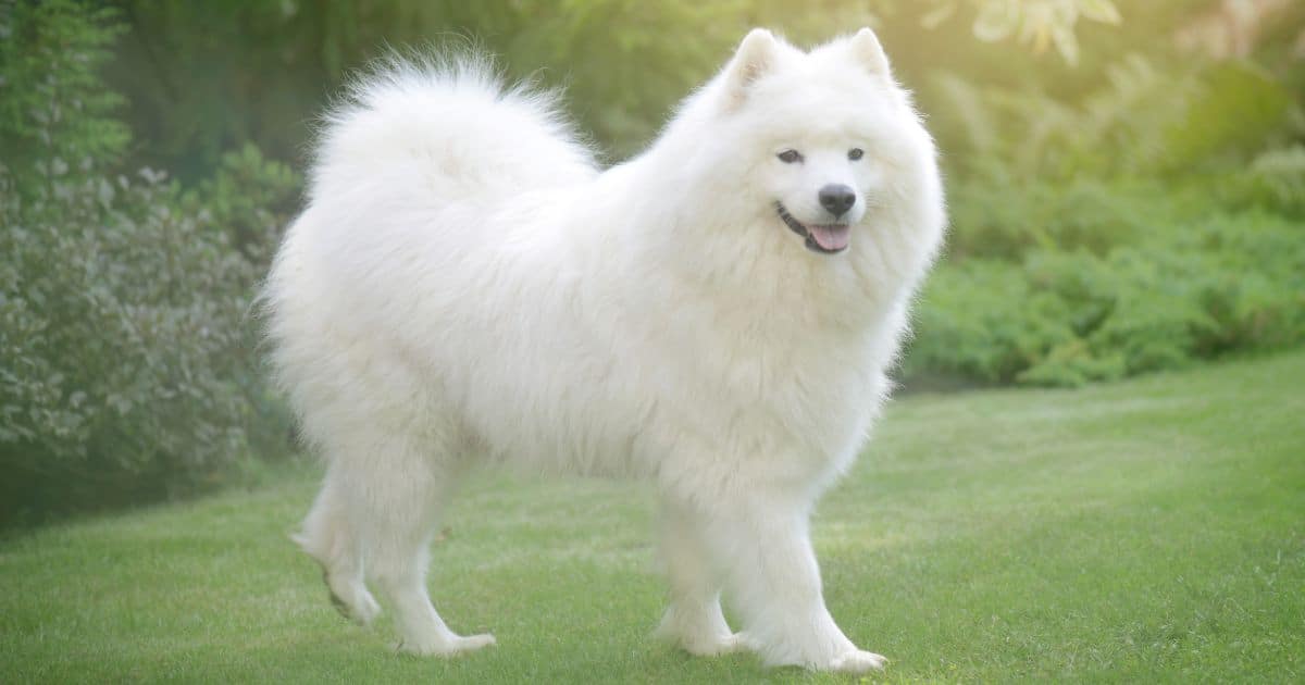Samoyed Samoyed