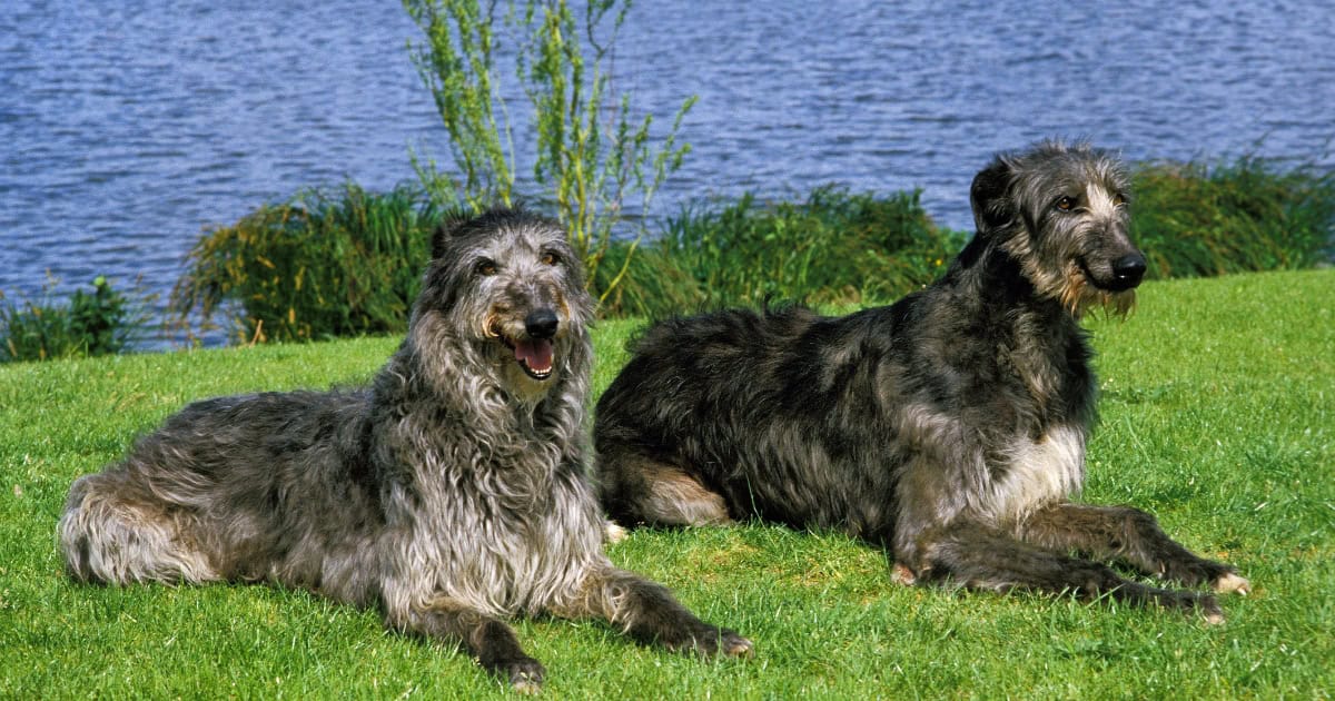 Scottish Deerhound Scottish Deerhound