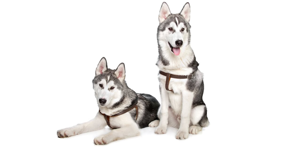 Siberian Husky Siberian Husky