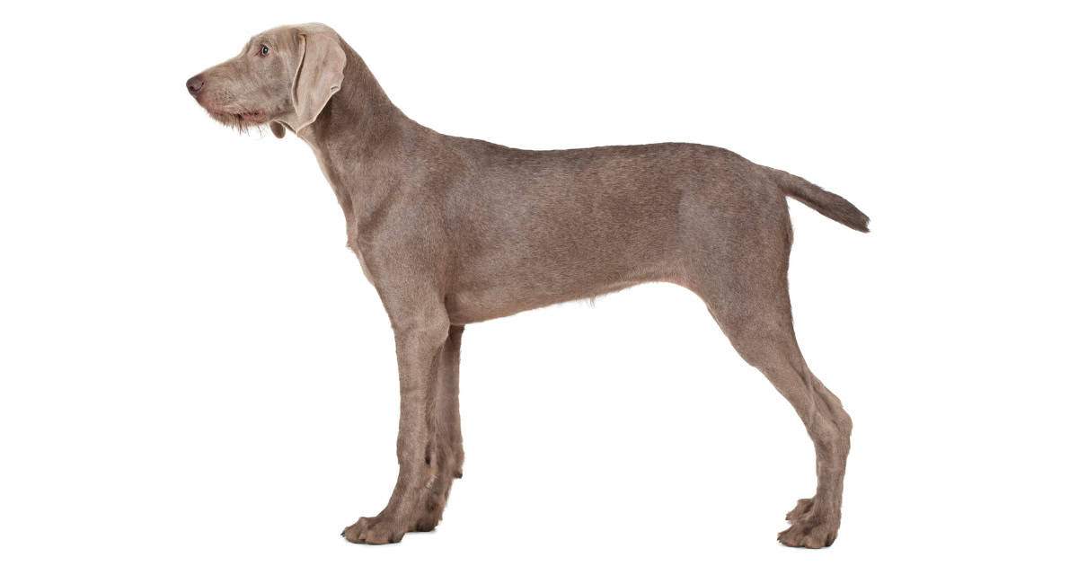 Slovakian Wirehaired Pointer Slovakian Wirehaired Pointer