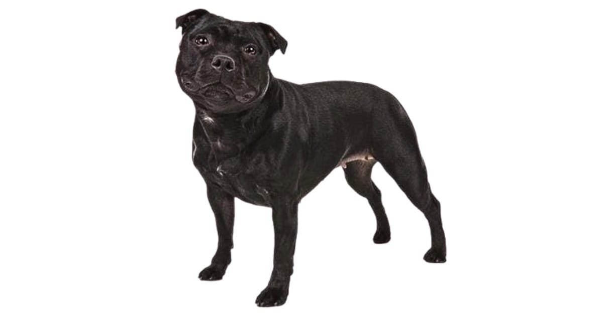 Staffordshire Bull Terrier Staffordshire Bull Terrier