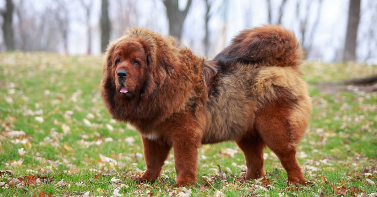 Tibetan Mastiff Tibetan Mastiff