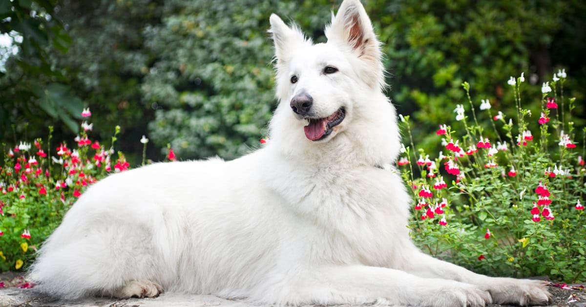 American white shepherd White Shepherd