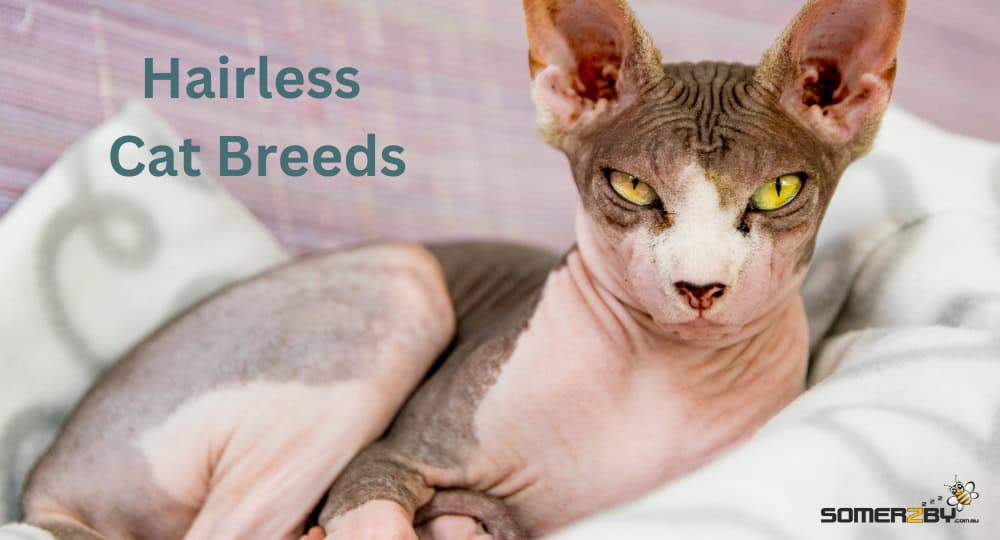 A hairless Sphynx cat with wrinkly skin.