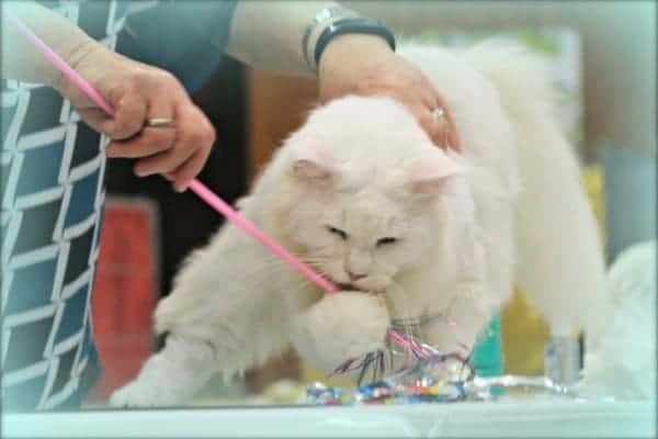 Main Coon Cat Breeder Show Cats Main Coon Cat Breeder Show Cats