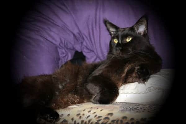 Main Coon Cat Breeder Show Cats Main Coon Cat Breeder Show Cats