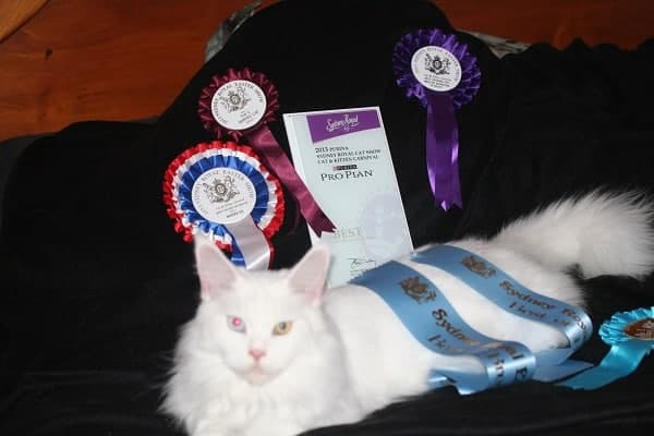 Main Coon Cat Breeder Main Coon Cat Breeder