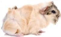 abyssian guinea pig abyssian guinea pig