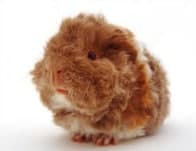 alpaca guinea pig alpaca guinea pig