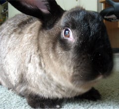 American Sable Rabbit Breed American Sable Rabbit Breed