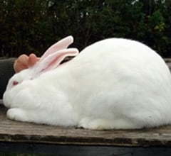 American White Rabbit Breed American White Rabbit Breed