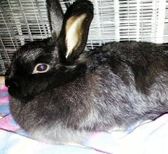 angora rabbit breed angora rabbit breed