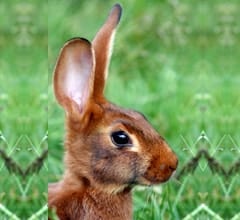 Belgian Hare Rabbit Breed Belgian Hare Rabbit Breed