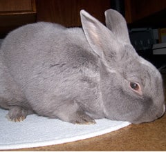 Beveren Rabbit Breed Beveren Rabbit Breed