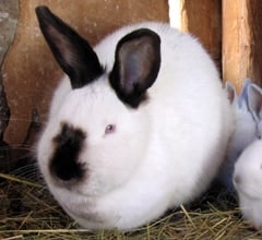 Californian Rabbit Breed Californian Rabbit Breed