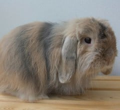 cashmere lop rabbit breed cashmere lop rabbit breed