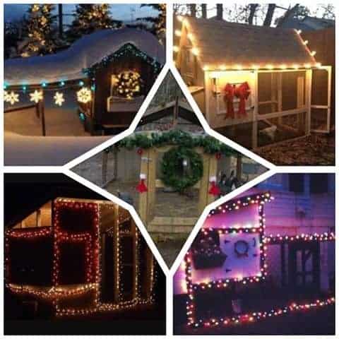 Chicken Coops With Christmas Lights Chicken Coops With Christmas Lights
