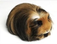 coronet guinea pig coronet guinea pig
