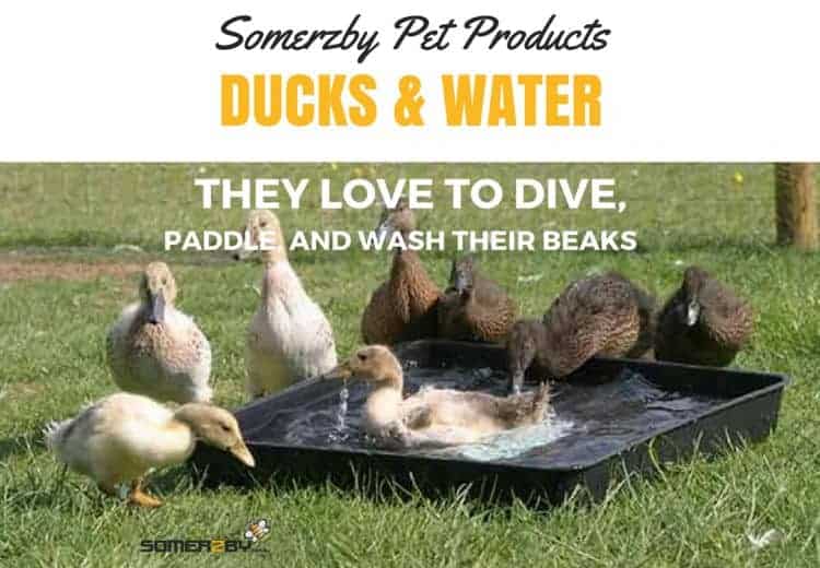 Ducks and water Ducks and water