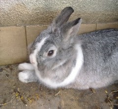 dutch rabbit breed dutch rabbit breed