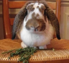 French Lop Rabbit French Lop Rabbit