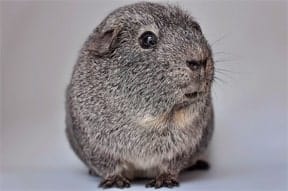 guinea pig list guinea pig list