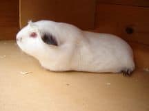 Himalayan Guinea Pig Himalayan Guinea Pig