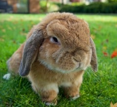holland lop rabbit breed holland lop rabbit breed