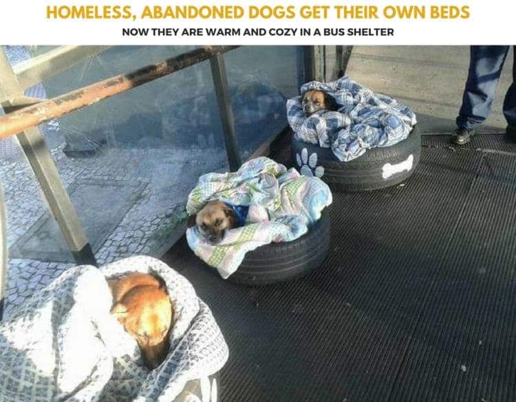 Homeless dogs get their own beds Homeless dogs get their own beds