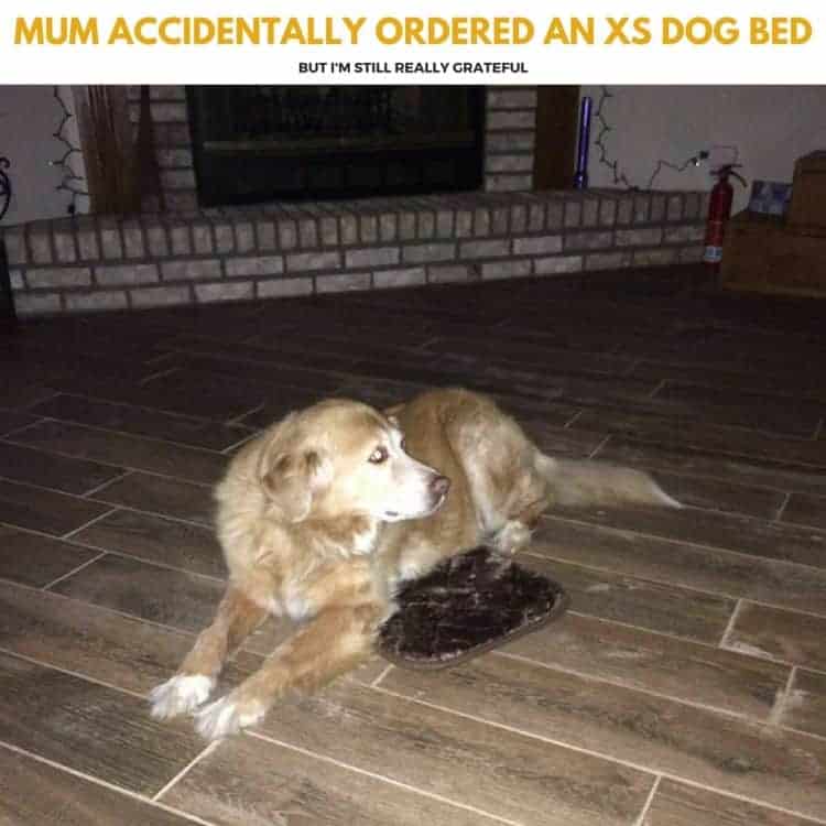 Mum accidentally ordered an XS dog bed Mum accidentally ordered an XS dog bed
