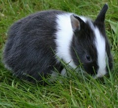 netherland dwarf rabbit breed netherland dwarf rabbit breed