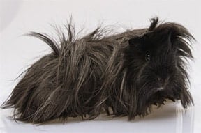 peruvian peruvian