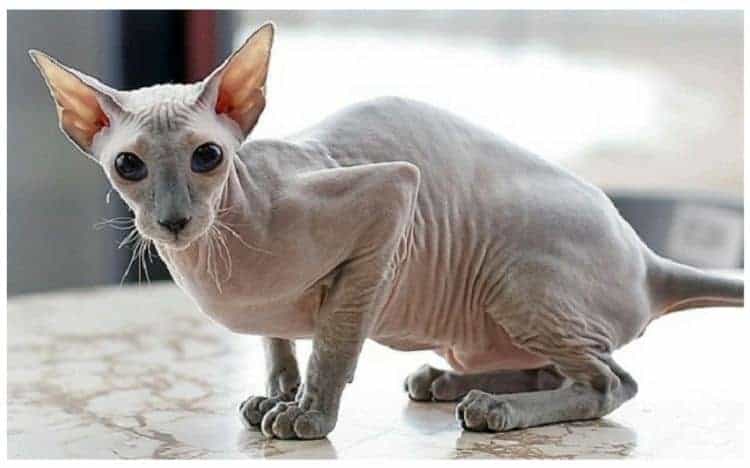 Peterbald Peterbald