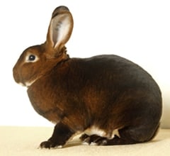Rex Rabbit breed Rex Rabbit breed