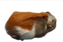 ridgeback guinea pig ridgeback guinea pig