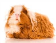 texel guinea pig texel guinea pig